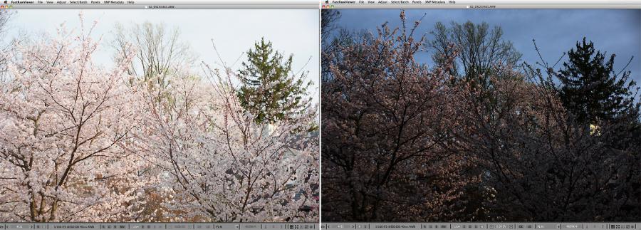 FastRawViewer. Cherry Blossom. Highlight Inspection