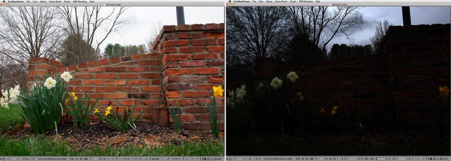 FastRawViewer. Daffodils and overcast sky. Highlight Inspection