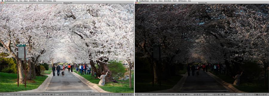 FastRawViewer. Cherry Blossoming Alley. Highlight Inspection