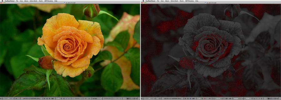 FastRawViewer. Just a rose. ShadowBoost, FocusPeaking, Per-channel View