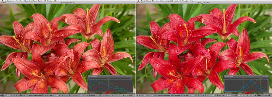 FastRawViewer. Red Lilies. False clipping due to white balance application