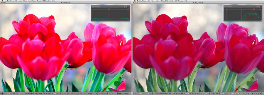 FastRawViewer. Red Tulips. False clipping due to white balance application