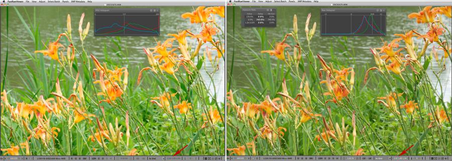 FastRawViewer. Orange Irises. False clipping due to white balance application