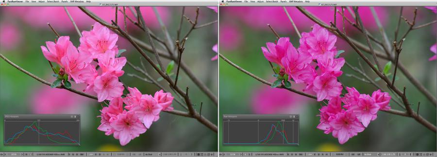 FastRawViewer. Pink Azaleas. Hottest exposure for JPEG, but Raw is underexposed
