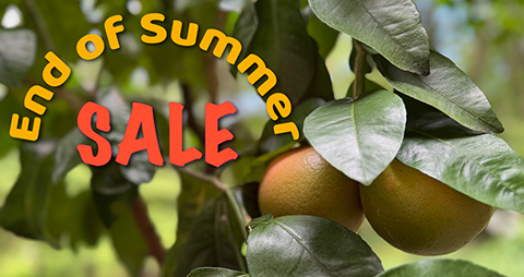 LibRaw products. End of Summer Sale. 25% off