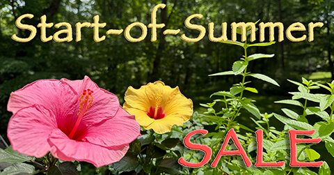 LibRaw Summer Sale