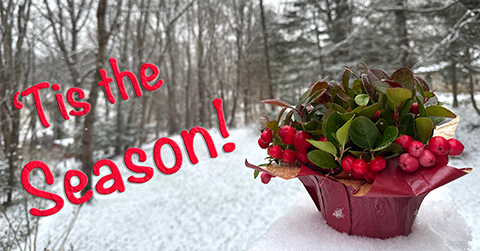 LibRaw. Holiday Season Sale. 25% off